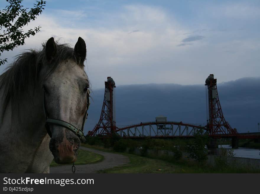 Horse, Horse Like Mammal, Sky, Stallion