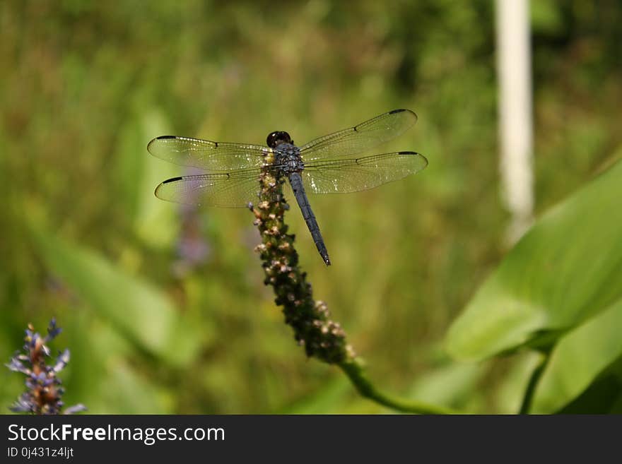 Dragonfly, Insect, Dragonflies And Damseflies, Damselfly