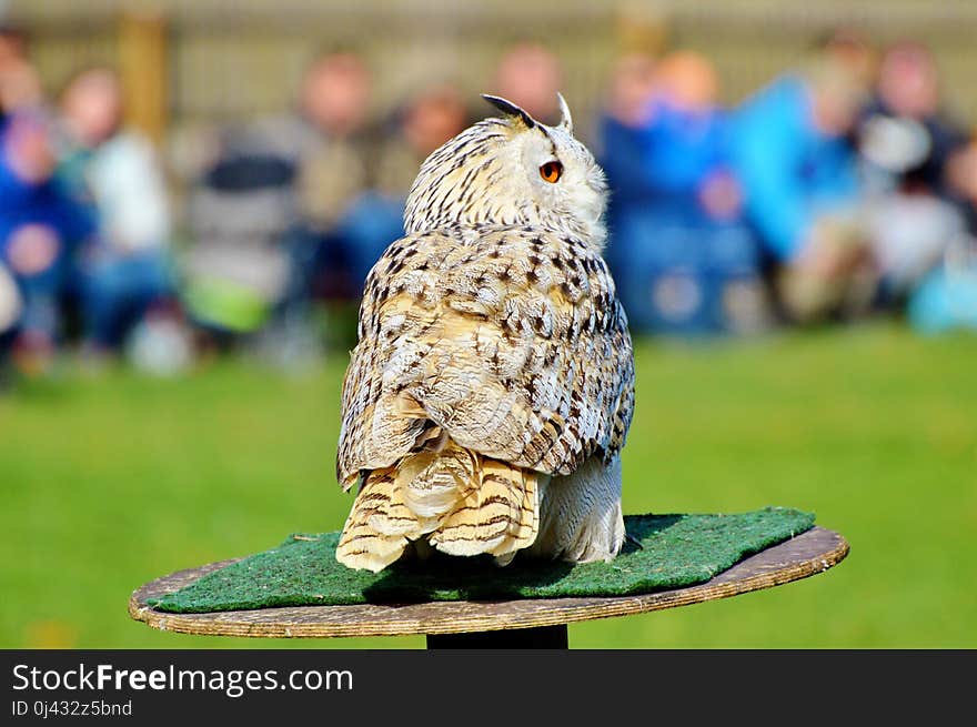 Owl, Bird, Fauna, Beak