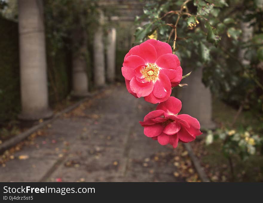 Flower, Plant, Pink, Flowering Plant