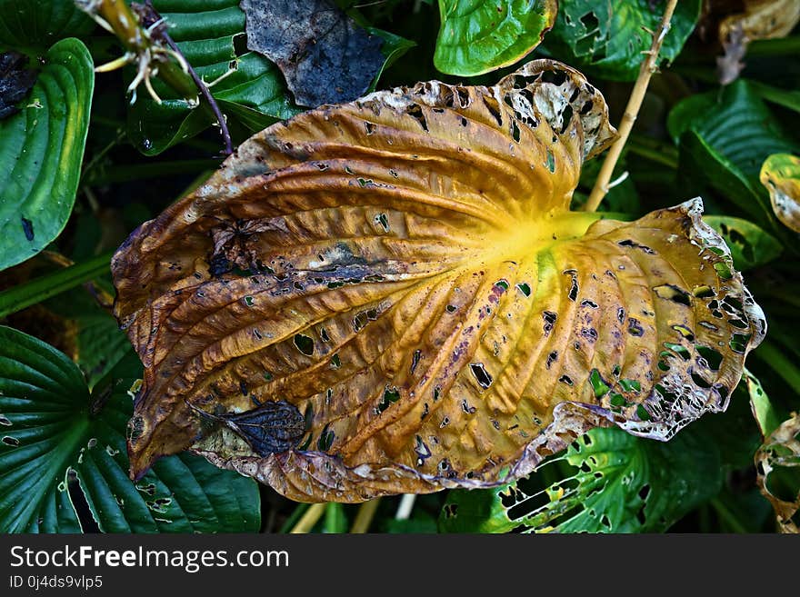 Leaf, Plant, Flora, Close Up