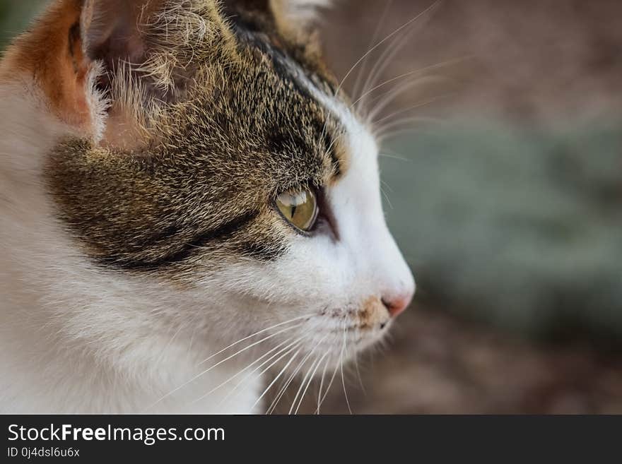 Cat, Whiskers, Fauna, Small To Medium Sized Cats