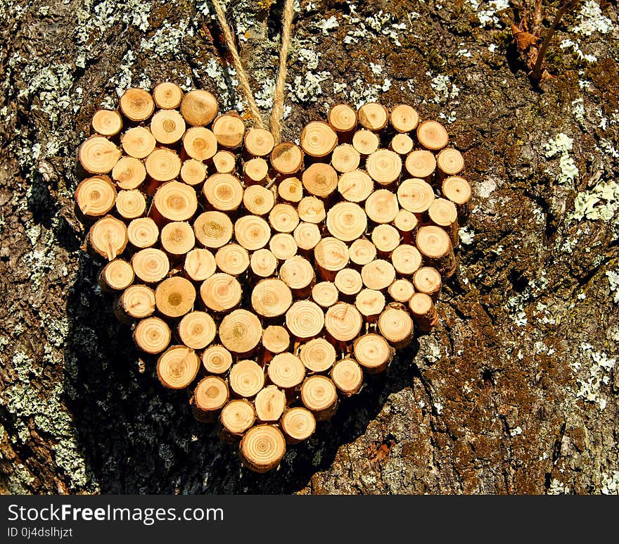 Fungus, Wood, Trunk