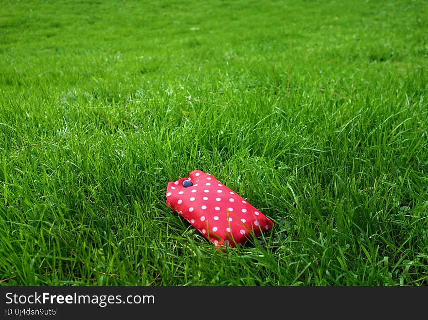 Green, Grass, Lawn, Meadow