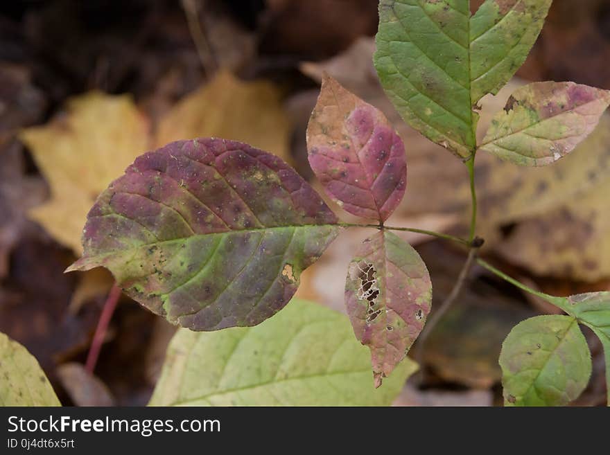 Leaf, Plant, Flora, Autumn