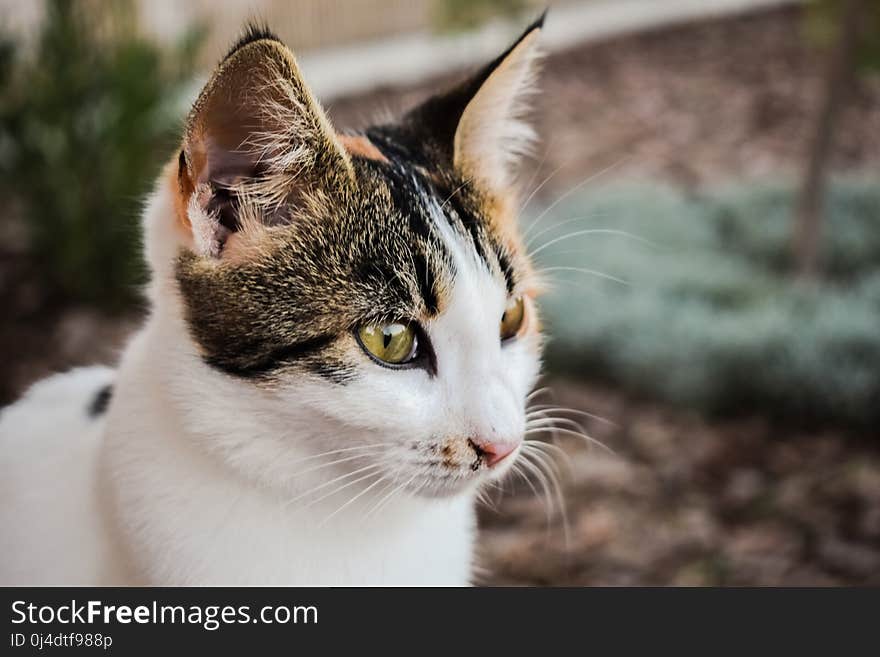 Cat, Fauna, Whiskers, Small To Medium Sized Cats