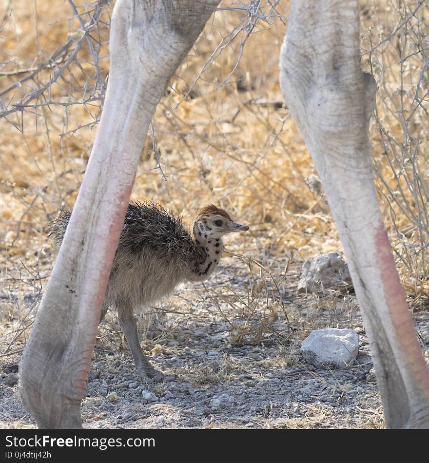 Ostrich, Fauna, Ratite, Bird