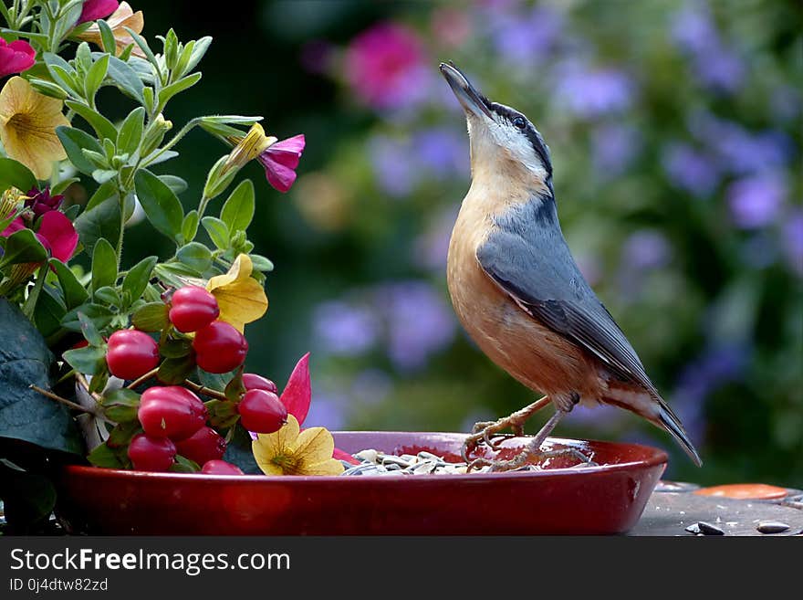 Bird, Fauna, Beak, Flora