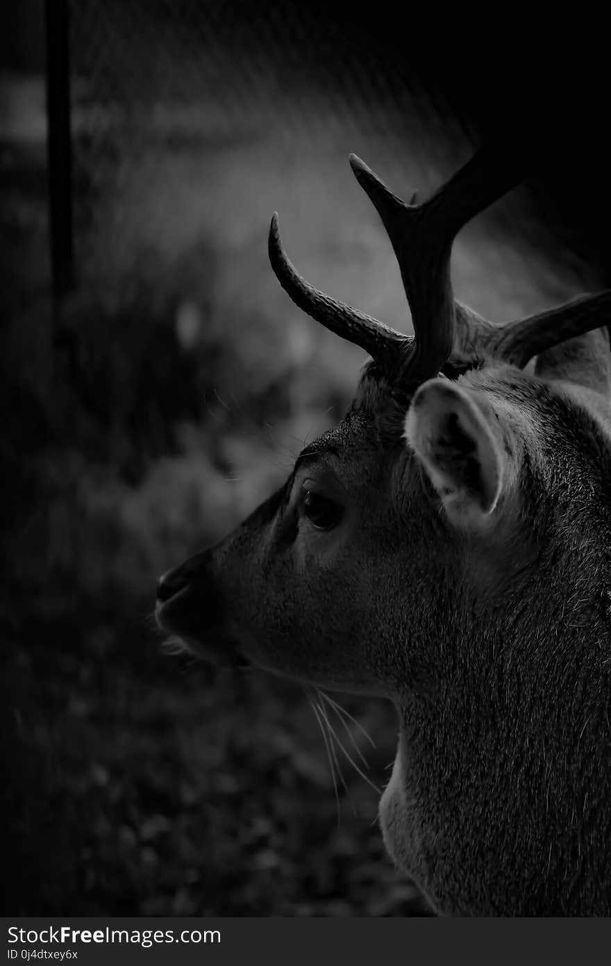 Wildlife, Black, Black And White, Monochrome Photography