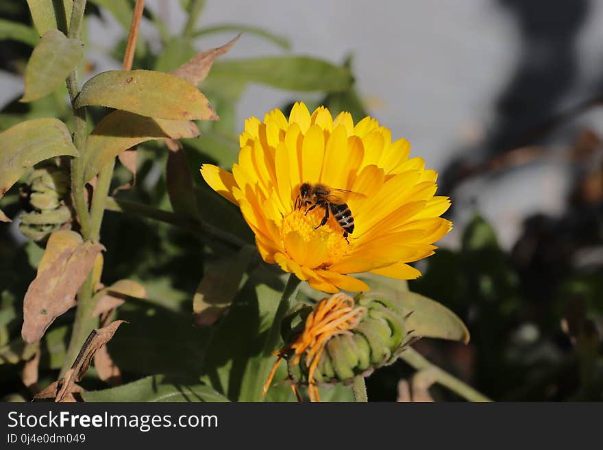 Flower, Yellow, Nectar, Pollen