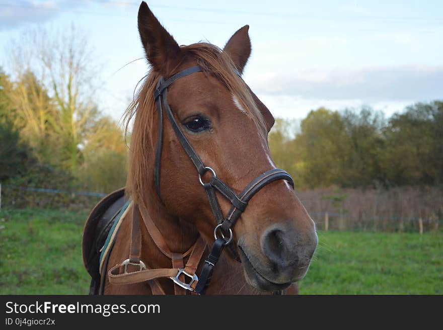 Horse, Halter, Bridle, Horse Tack