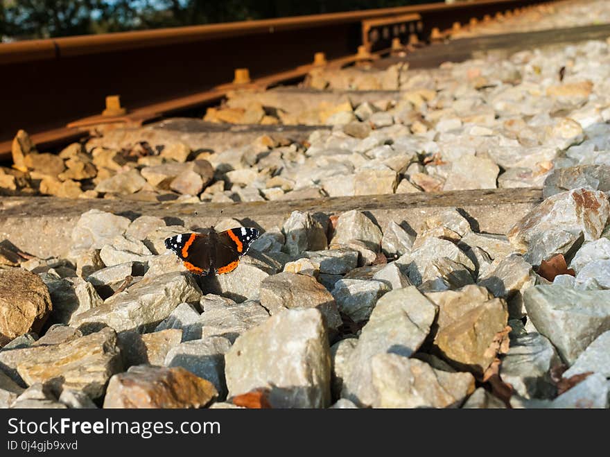 Fauna, Pollinator, Moths And Butterflies