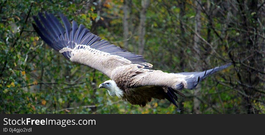 Bird, Beak, Ecosystem, Fauna