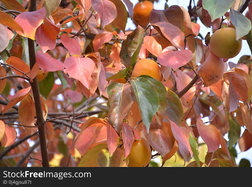 Leaf, Plant, Autumn, Flora