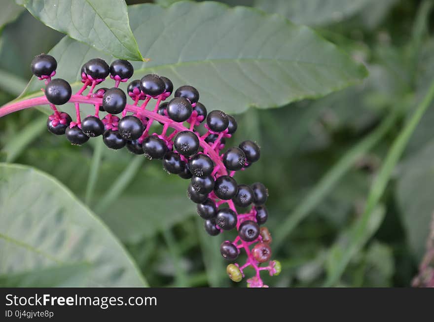 Berry, Phytolaccaceae, Fruit, Plant