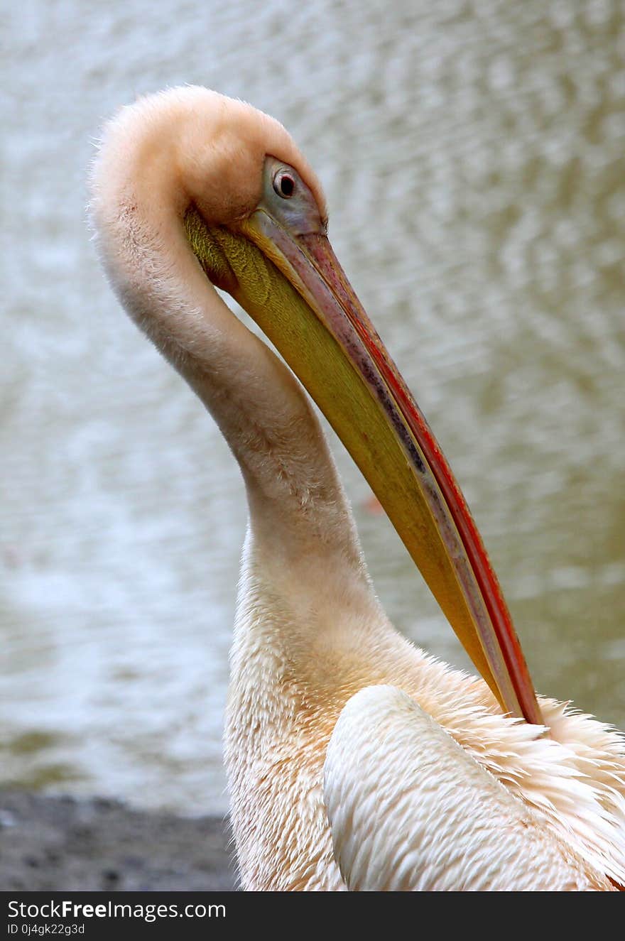 Pelican, Beak, Bird, Fauna