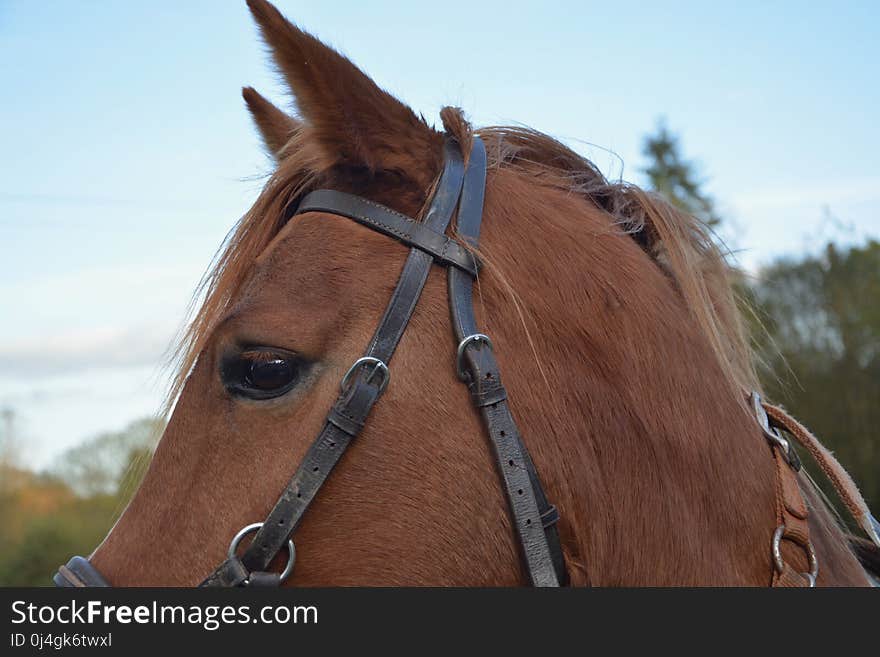 Horse, Bridle, Halter, Rein