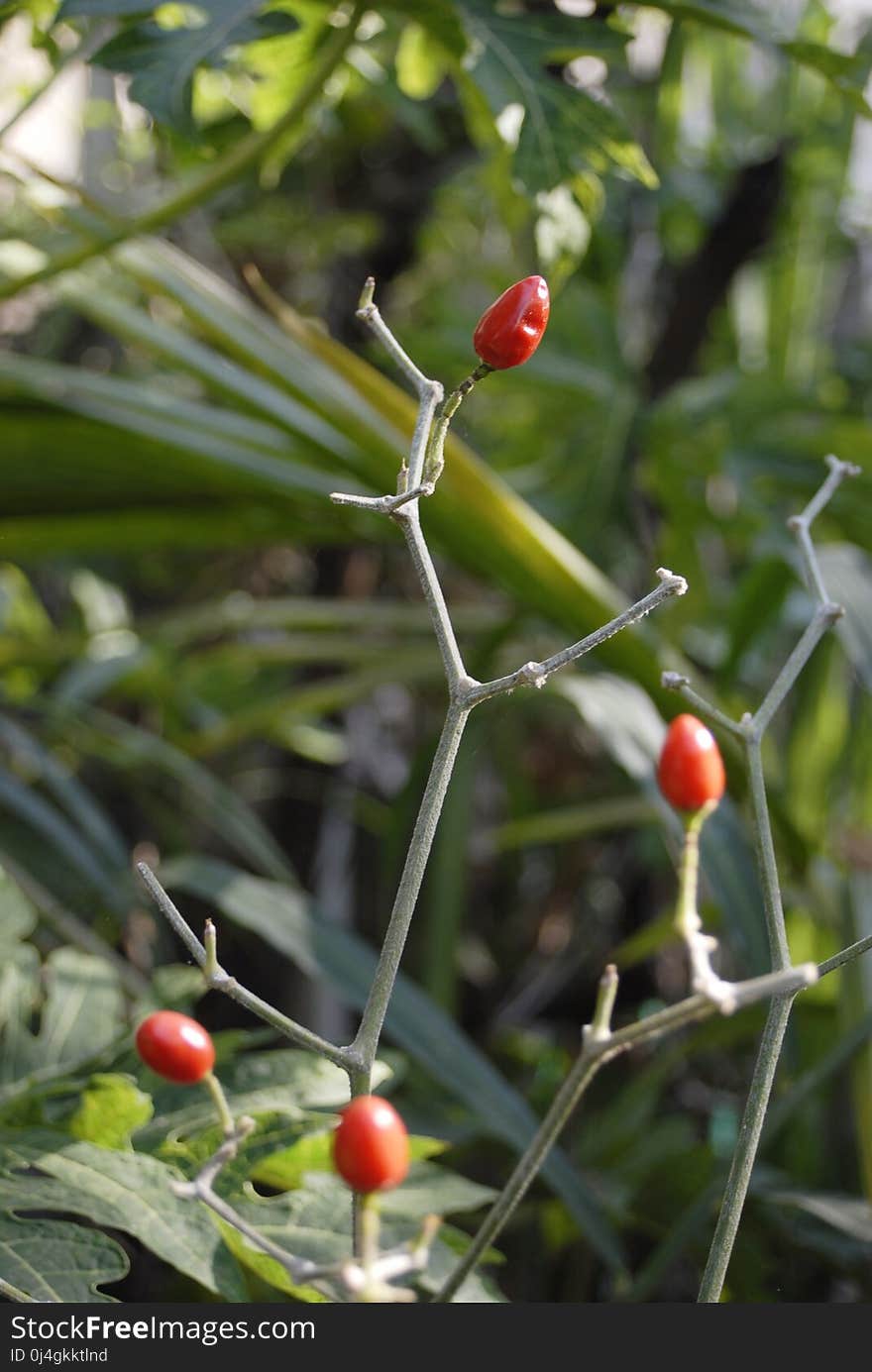 Plant, Rose Hip, Flora, Aquifoliaceae