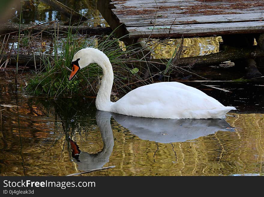 Reflection, Water, Swan, Bird