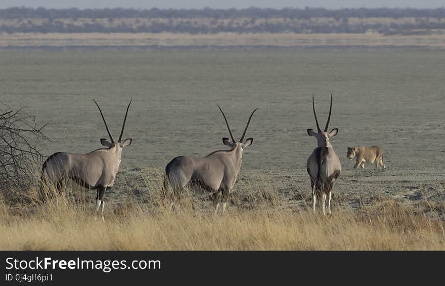 Wildlife, Fauna, Antelope, Ecosystem