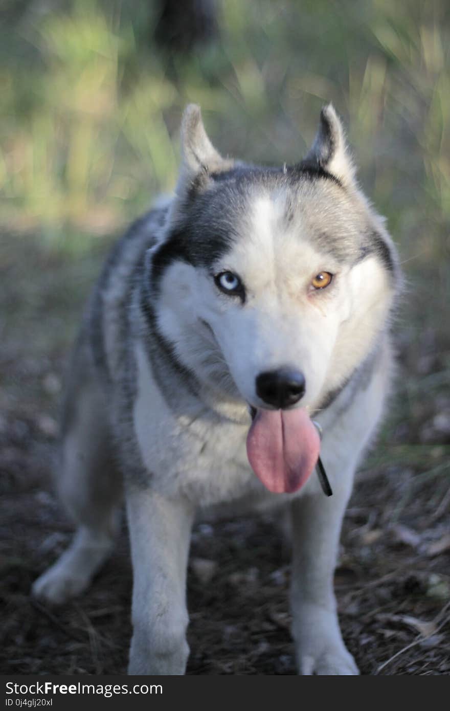 Siberian Husky, Dog Like Mammal, Dog, Dog Breed