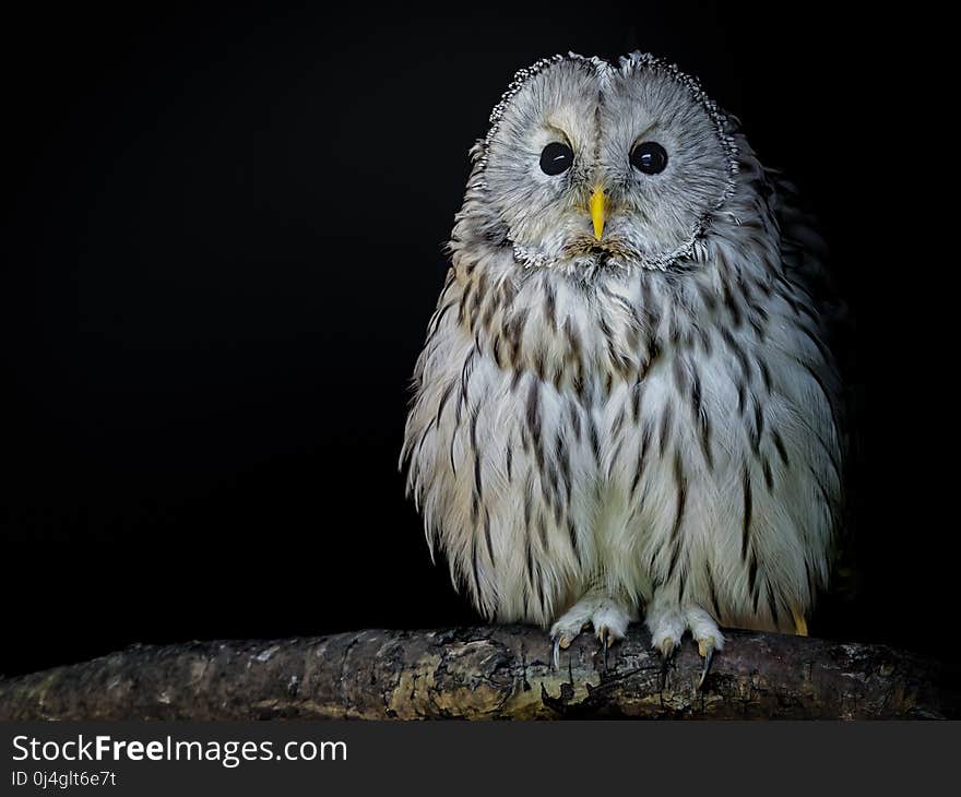 Owl, Bird Of Prey, Bird, Beak