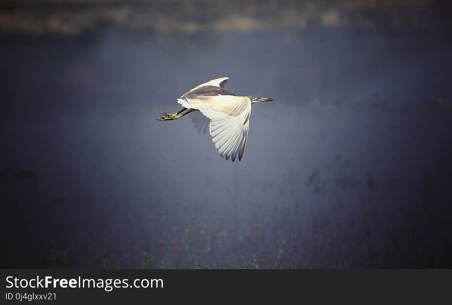 Bird, Beak, Water Bird, Fauna