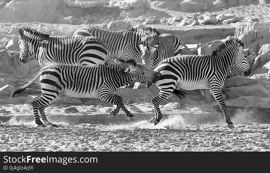 Wildlife, Zebra, Black And White, Black