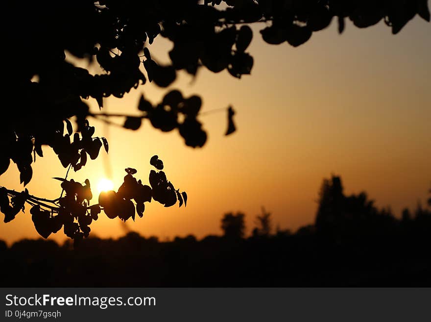 Sky, Nature, Leaf, Tree