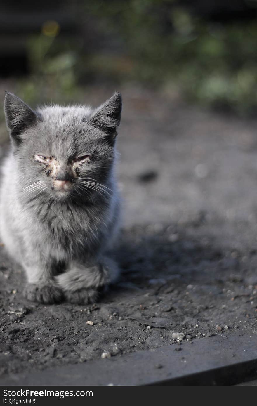 Cat, Whiskers, Mammal, Small To Medium Sized Cats