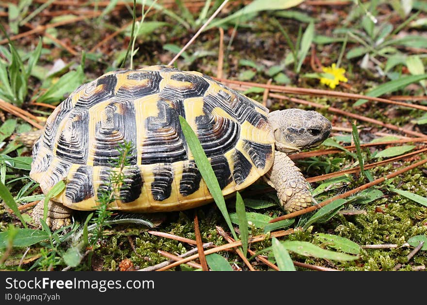 Tortoise, Turtle, Emydidae, Terrestrial Animal