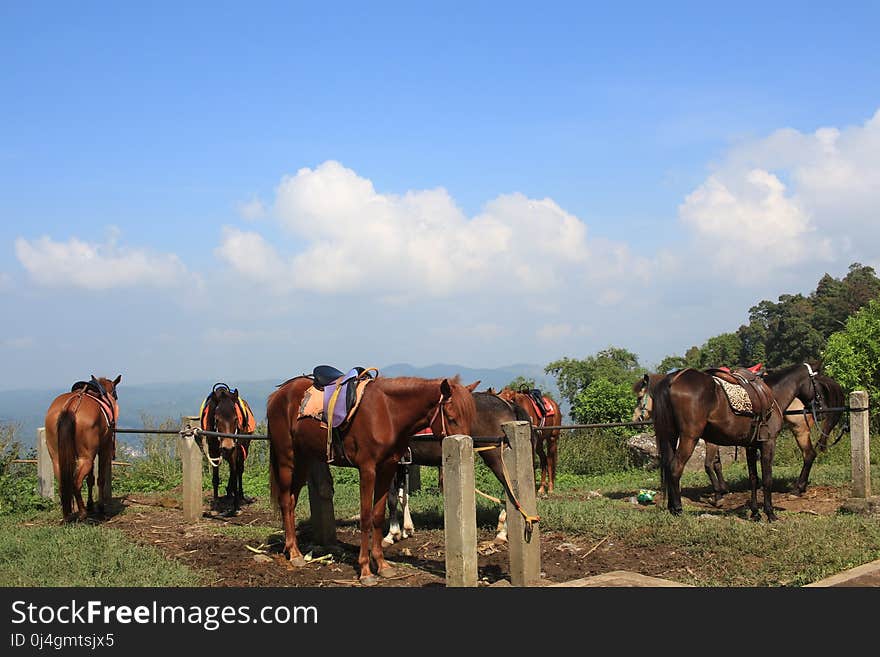 Grassland, Pasture, Horse, Herd