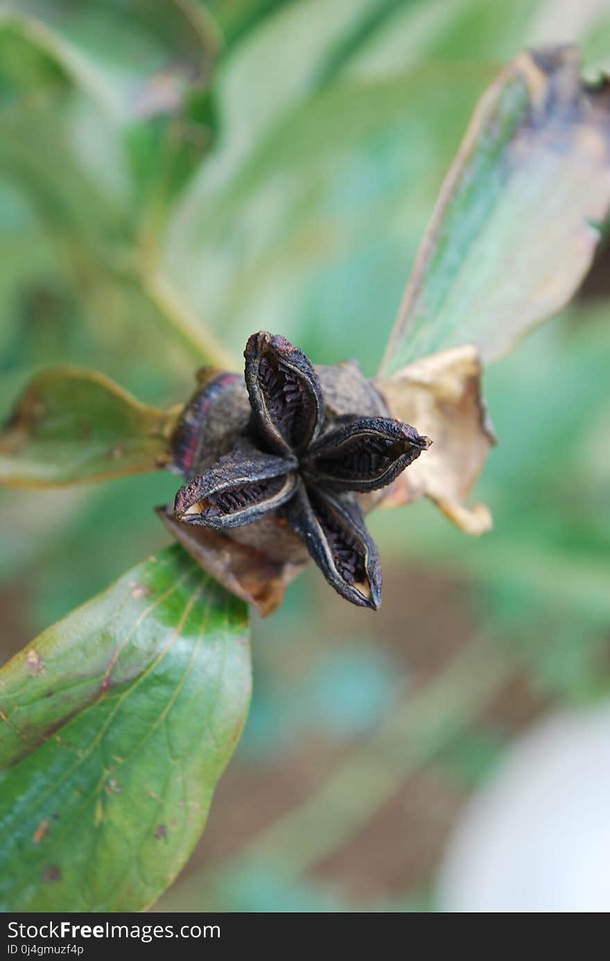 Flora, Insect, Leaf, Macro Photography