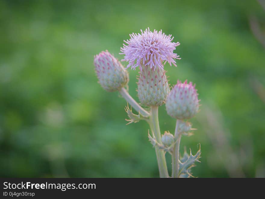 Flower, Thistle, Plant, Flora