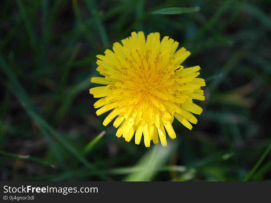 Flower, Yellow, Sow Thistles, Dandelion