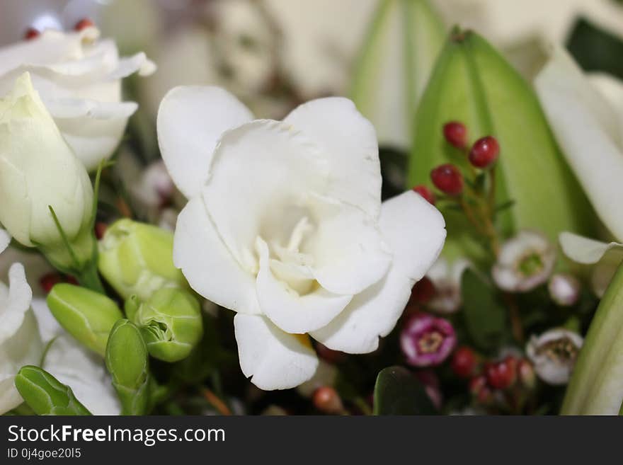 Flower, White, Plant, Flowering Plant