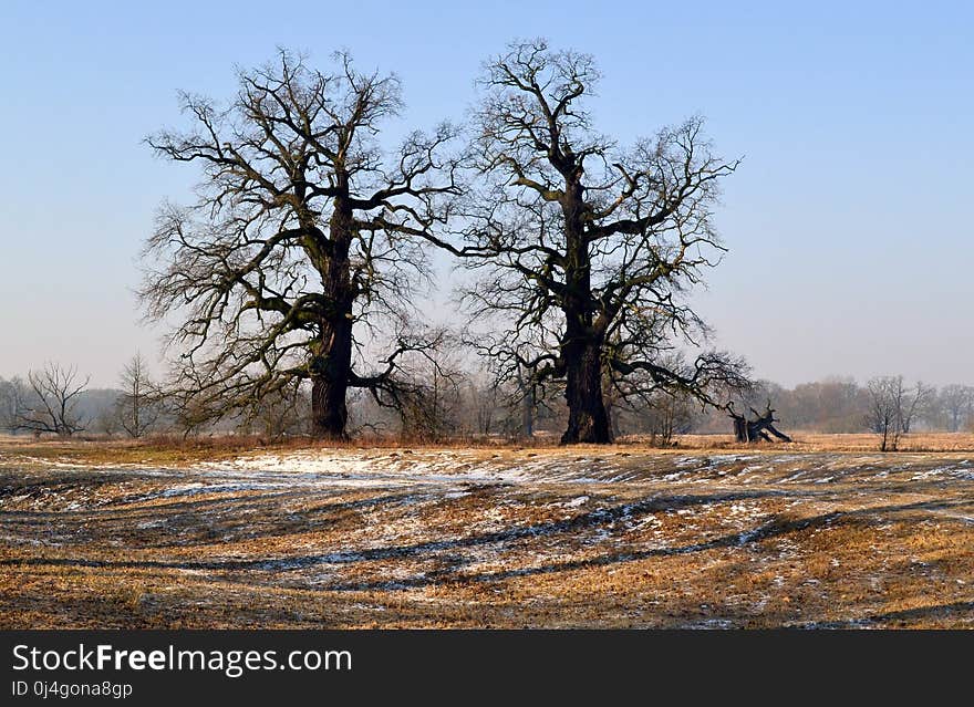 Tree, Woody Plant, Winter, Ecosystem