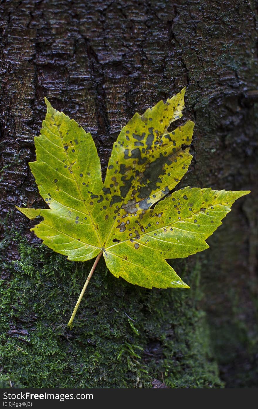 Leaf, Plant, Flora, Deciduous