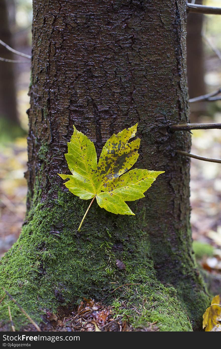 Leaf, Tree, Plant, Flora