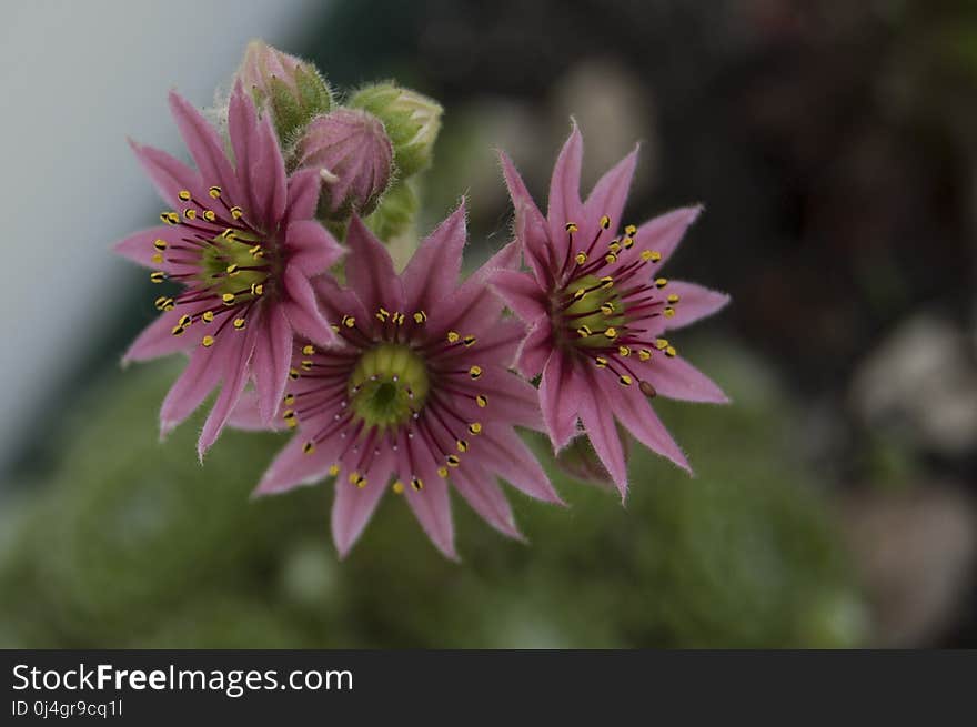 Flower, Flora, Plant, Aster