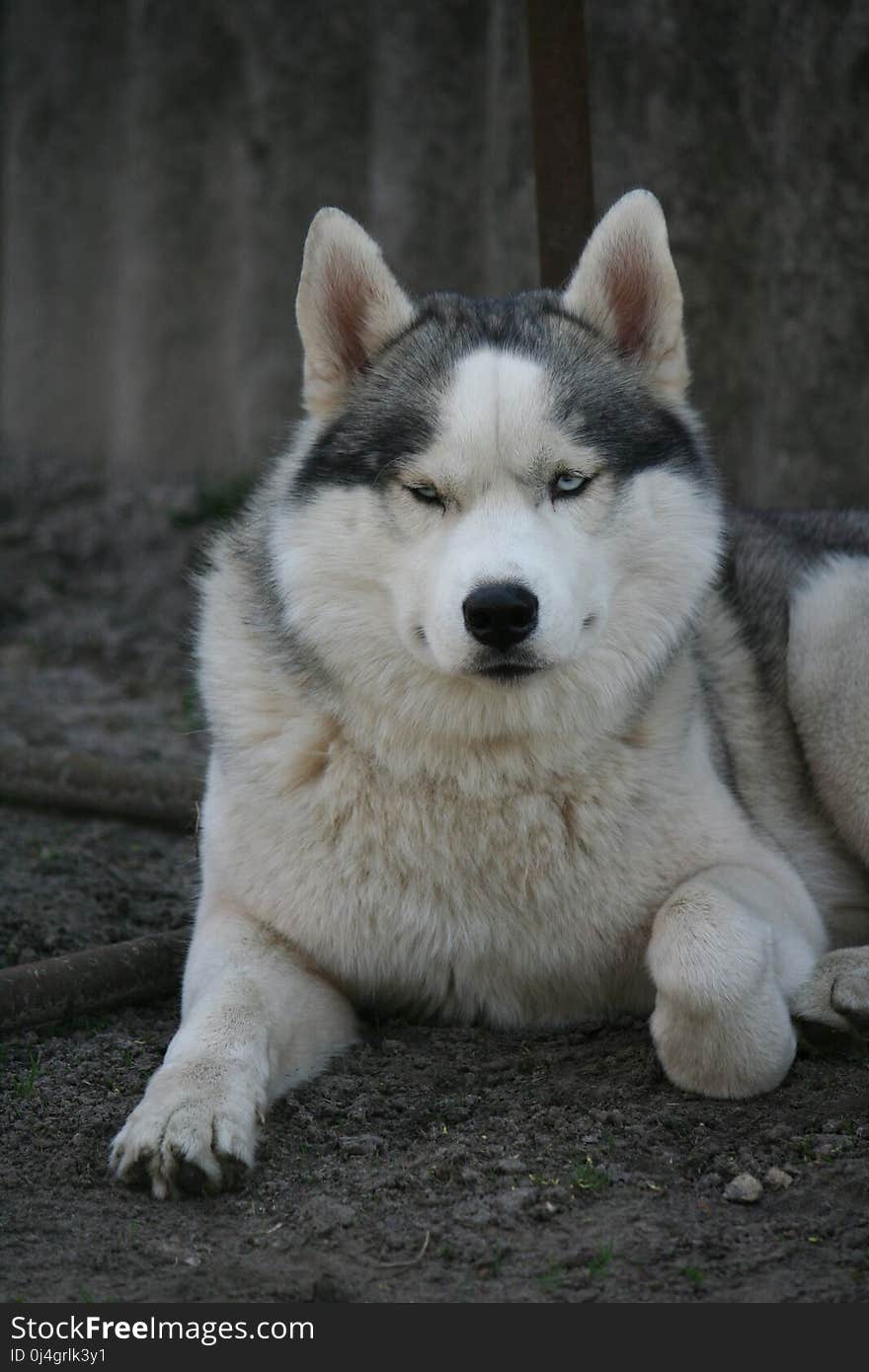 Dog Like Mammal, Siberian Husky, Dog Breed, Sakhalin Husky