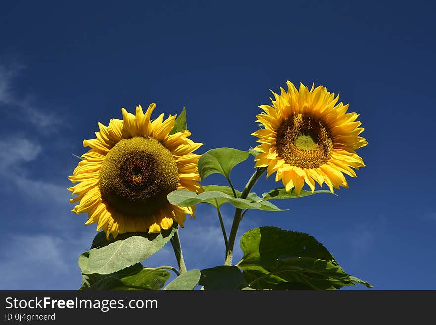 Flower, Sunflower, Yellow, Sky