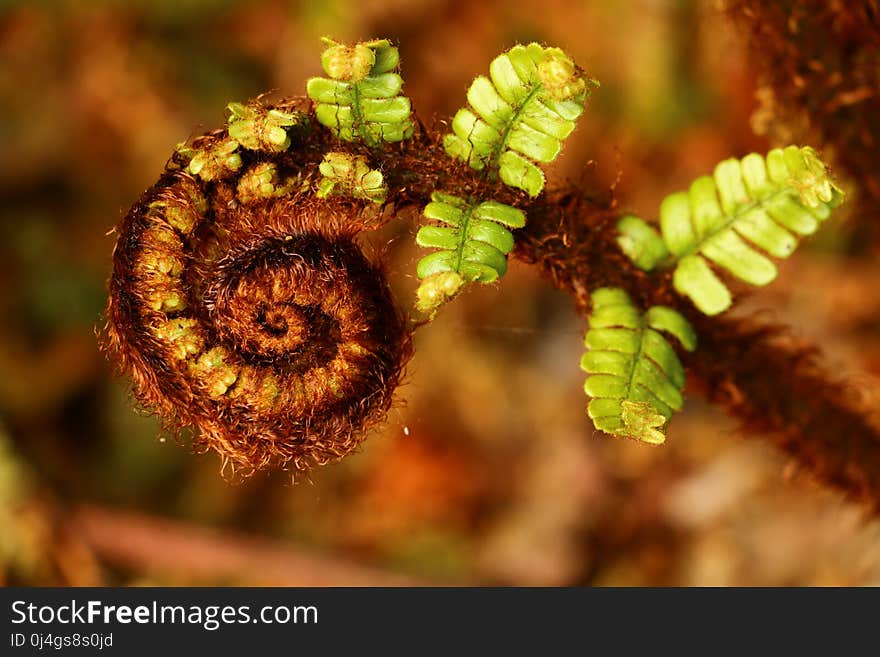 Vegetation, Close Up, Ferns And Horsetails, Macro Photography