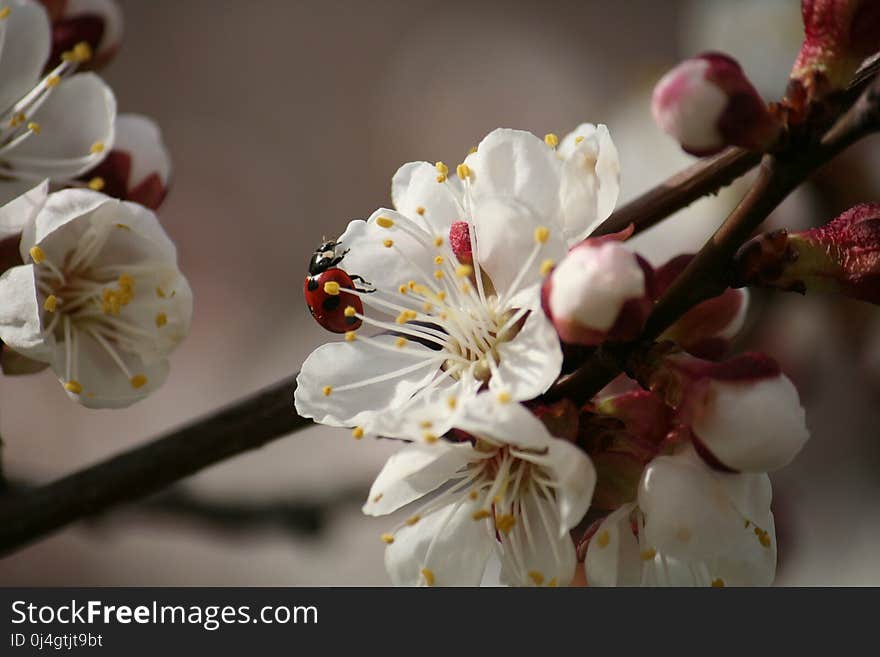 Blossom, White, Spring, Flower