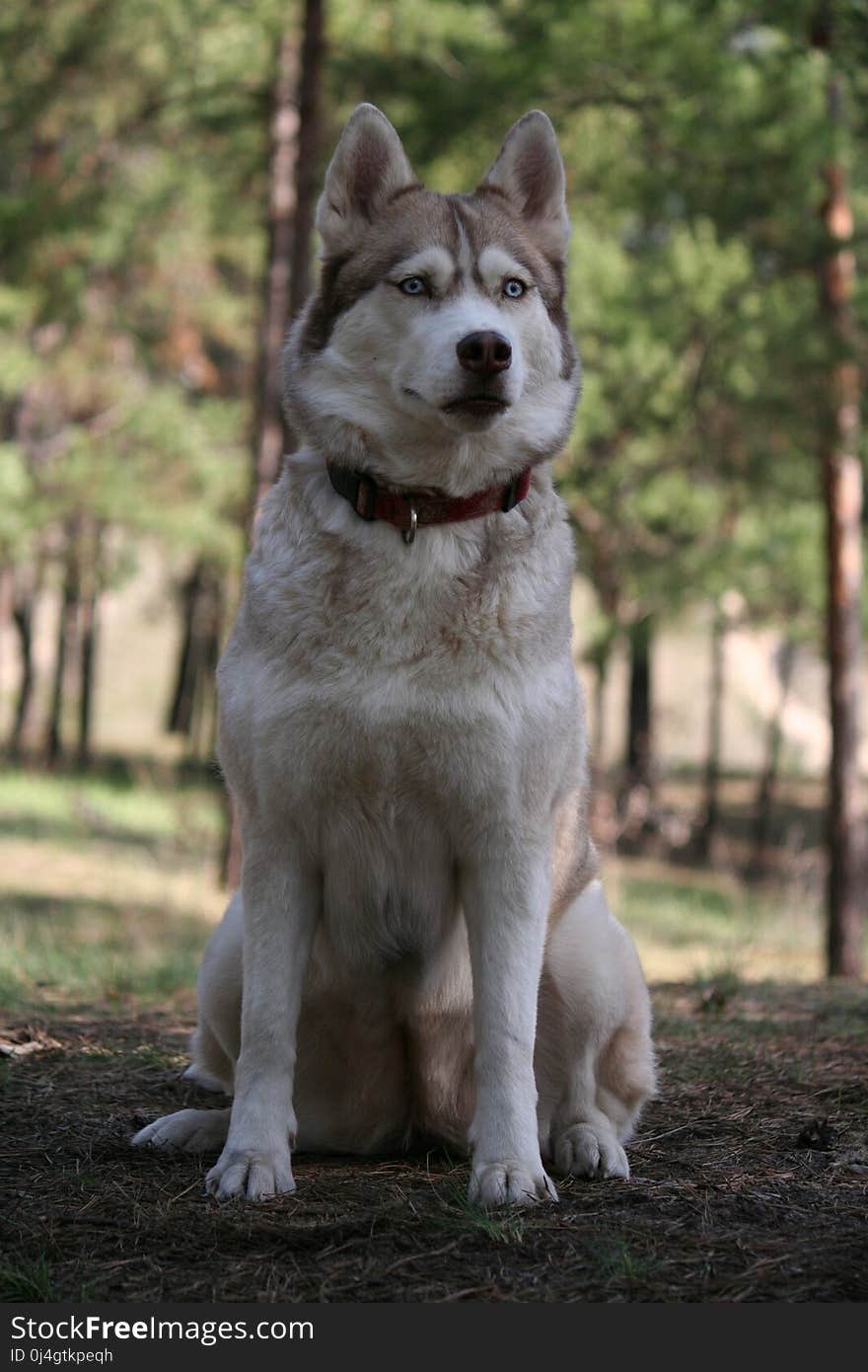 Dog Like Mammal, Dog, Dog Breed, Sakhalin Husky