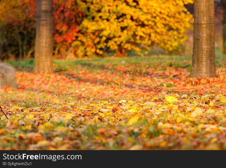 Nature, Autumn, Leaf, Deciduous