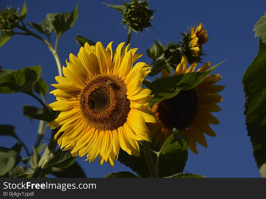 Flower, Sunflower, Yellow, Flowering Plant