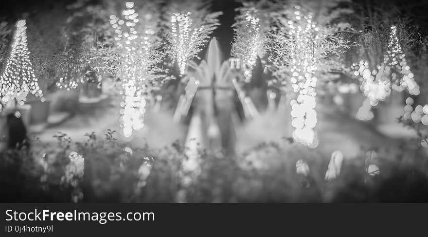 christmas light bokeh at daniel stowe gardens belmont north carolina