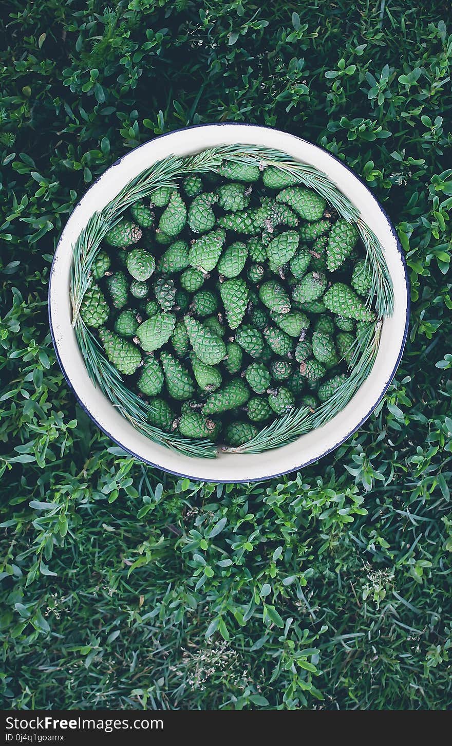 Green young fir tree cones in a large cup prepared for homemade syrup cooking. Green young fir tree cones in a large cup prepared for homemade syrup cooking.