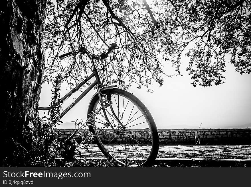 Tree, Bicycle, Land Vehicle, Black And White